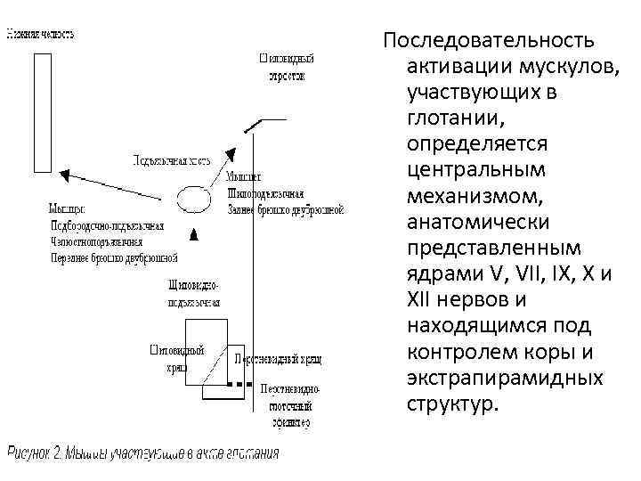 Последовательность активации мускулов, участвующих в глотании, определяется центральным механизмом, анатомически представленным ядрами V, VII,