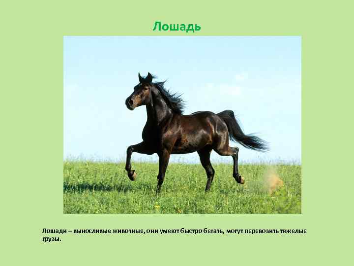 Лошадь Лошади – выносливые животные, они умеют быстро бегать, могут перевозить тяжелые грузы. 