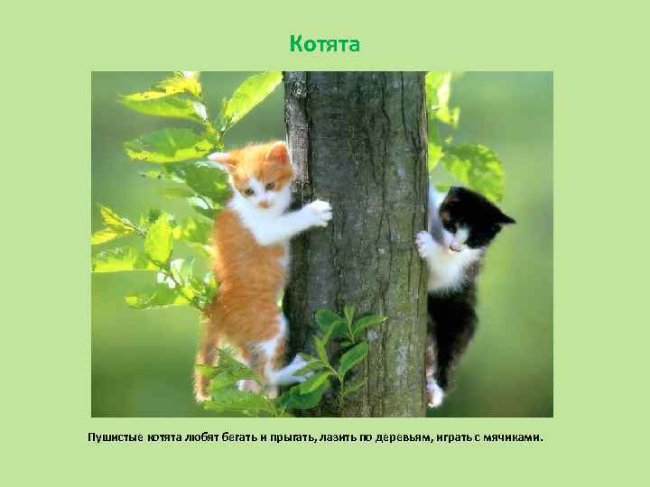 Котята Пушистые котята любят бегать и прыгать, лазить по деревьям, играть с мячиками. 