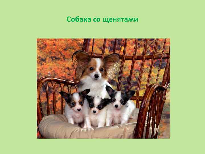 Собака со щенятами 