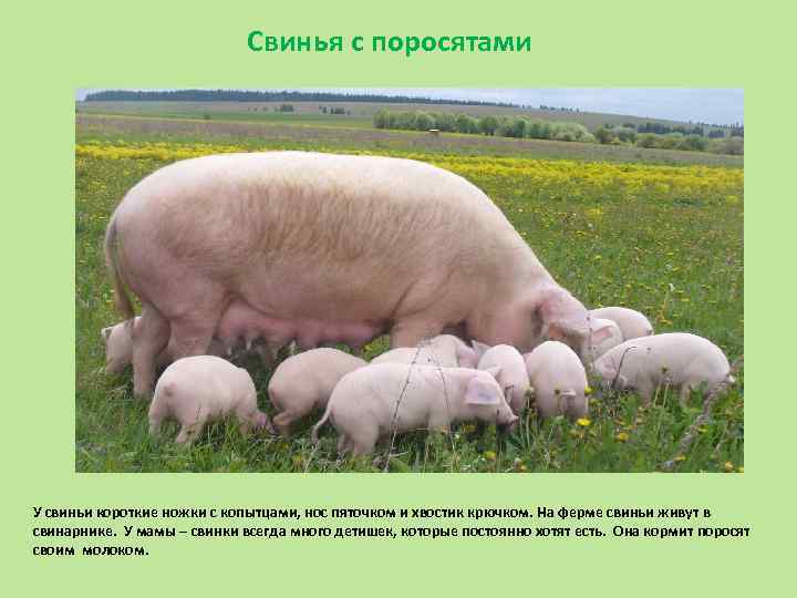 Степная свинья. Украинская Степная белая свинья. Украинская белая порода свиней. Украинская Степная белая порода свиней. Поросята крупной белой породы.