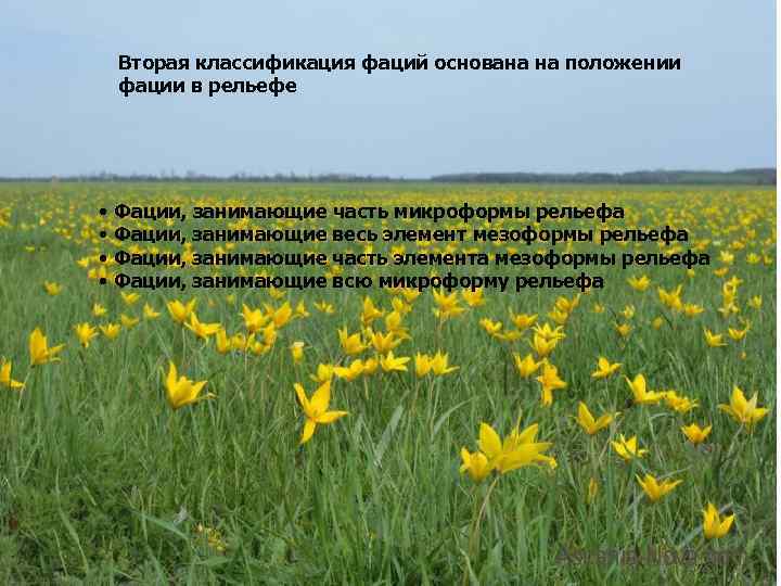 Вторая классификация фаций основана на положении фации в рельефе • Фации, занимающие часть микроформы