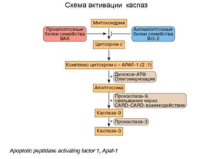 Схема активации каспаз Apoptotic peptidase activating factor 1, Apaf-1 