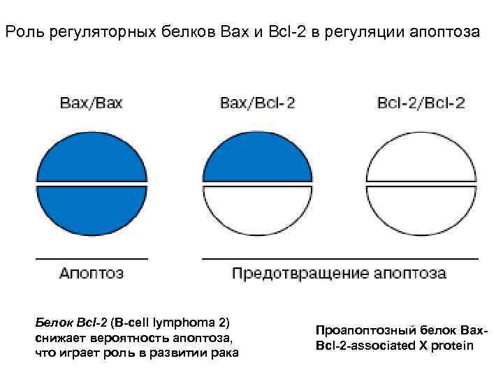 Роль регуляторных белков Bax и Bcl-2 в регуляции апоптоза Белок Bcl-2 (B-cell lymphoma 2)
