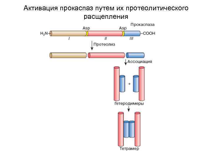 Активация прокаспаз путем их протеолитического расщепления 