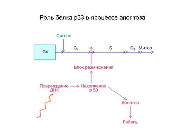Роль белка р53 в процессе апоптоза 
