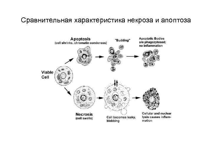 Нарисуйте схему гибели клеток мишеней по механизму апоптоза