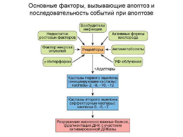 Основные факторы, вызывающие апоптоз и последовательность событий при апоптозе 