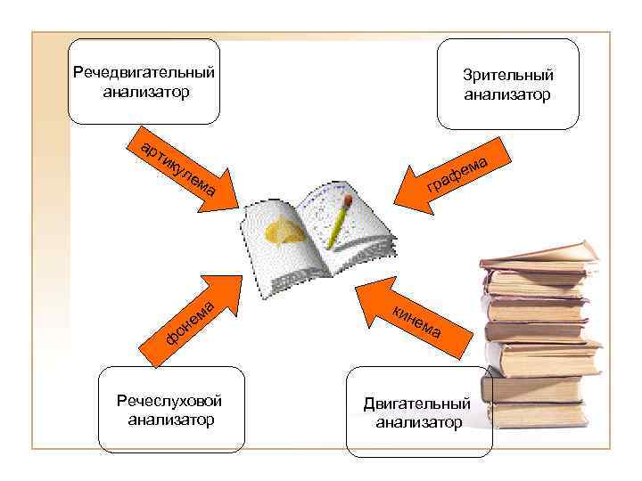 Речедвигательный анализатор ар ти Зрительный анализатор ку а м фе ле ма ма не