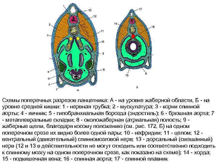 Схемы поперечных разрезов ланцетника: А - на уровне жаберной области, Б - на уровне