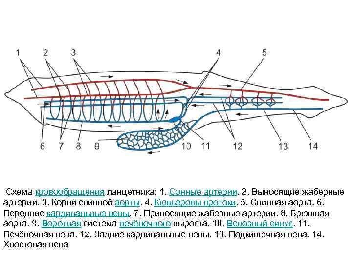  Схема кровообращения ланцетника: 1. Сонные артерии. 2. Выносящие жаберные артерии. 3. Корни спинной