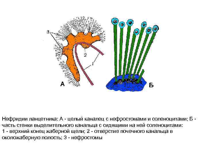 Нефридии ланцетника: А - целый каналец с нефростомами и соленоцитами; Б - часть стенки