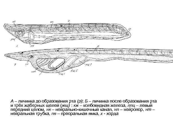 А – личинка до образования рта (р); Б – личинка после образования рта и