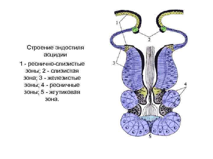 Строение эндостиля асцидии 1 - реснично-слизистые зоны; 2 - слизистая зона; 3 - железистые