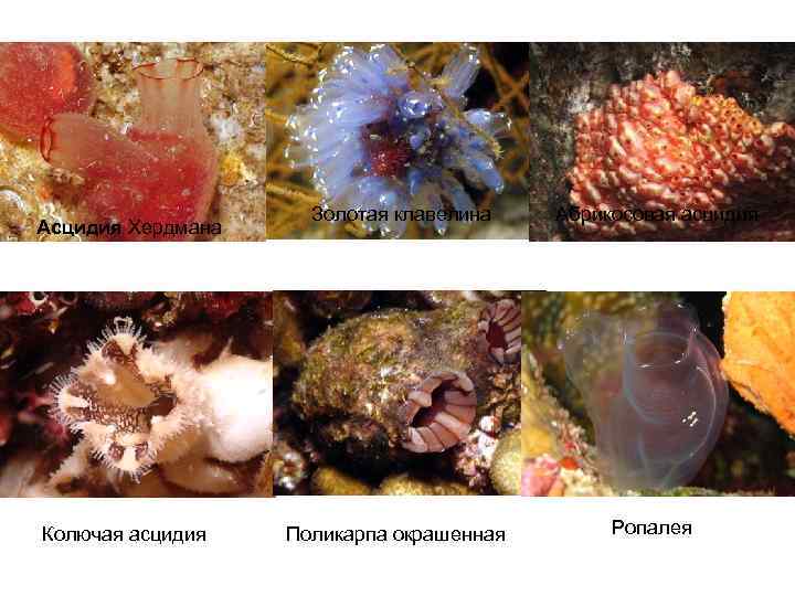 Асцидия Хердмана Колючая асцидия Золотая клавелина Абрикосовая асцидия Поликарпа окрашенная Ропалея 