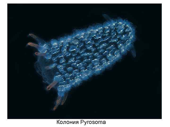  Колония Pyrosoma 