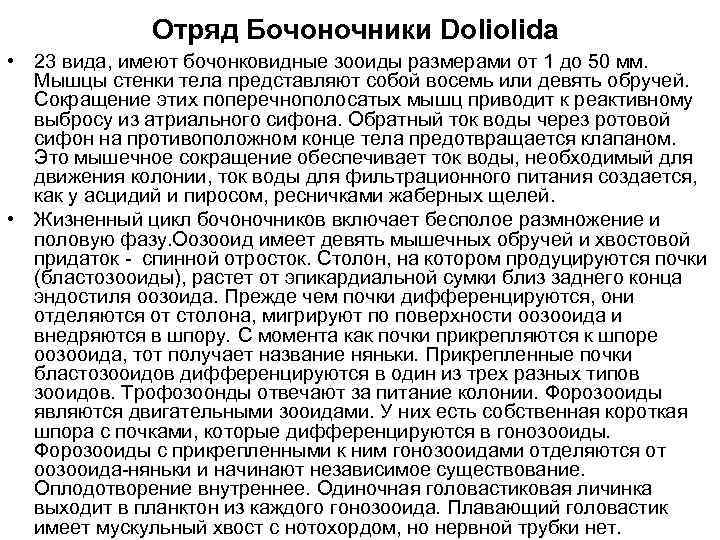 Отряд Бочоночники Doliolida • 23 вида, имеют бочонковидные зооиды размерами от 1 до 50