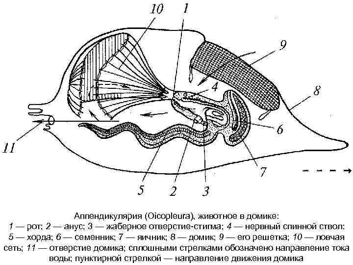  Аппендикулярия (Oicopleura), животное в домике: 1 — рот; 2 — анус; 3 —