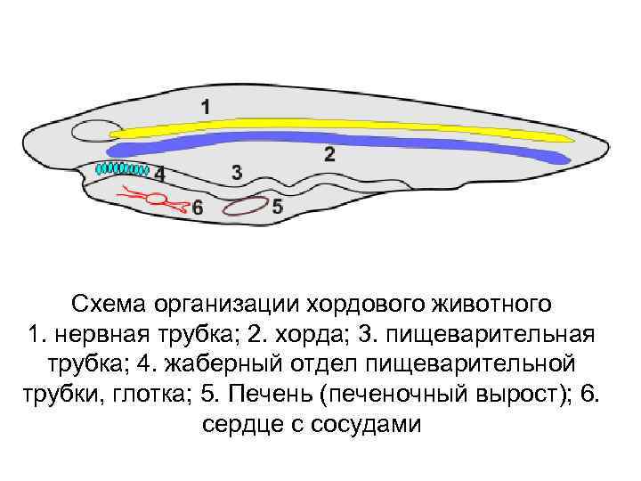 Схема организации хордового животного 1. нервная трубка; 2. хорда; 3. пищеварительная трубка; 4. жаберный