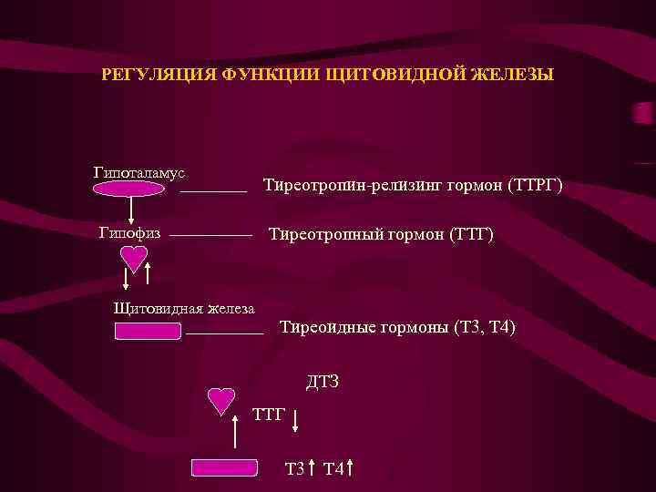РЕГУЛЯЦИЯ ФУНКЦИИ ЩИТОВИДНОЙ ЖЕЛЕЗЫ Гипоталамус Тиреотропин-релизинг гормон (ТТРГ) Гипофиз Тиреотропный гормон (ТТГ) Щитовидная железа