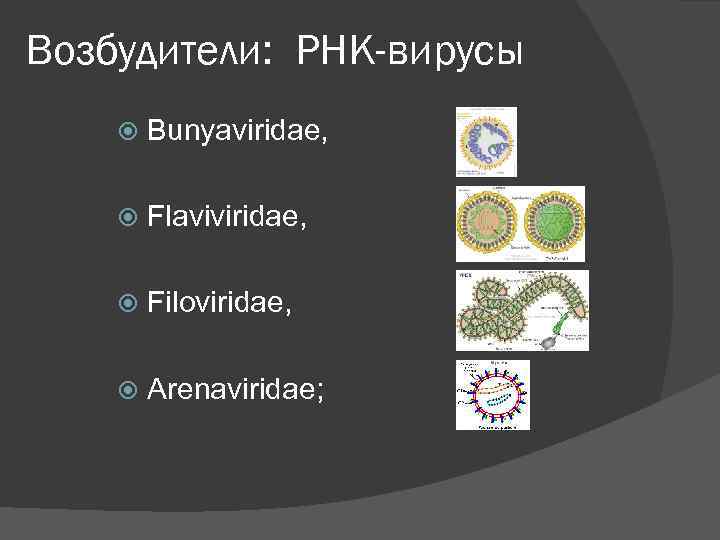 Возбудители: РНК-вирусы Bunyaviridae, Flaviviridae, Filoviridae, Arenaviridae; 