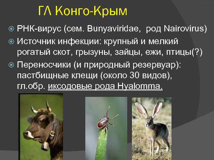 ГЛ Конго-Крым РНК-вирус (сем. Bunyaviridae, род Nairovirus) Источник инфекции: крупный и мелкий рогатый скот,