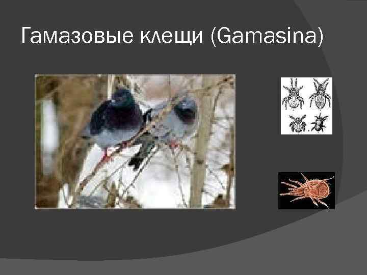 Гамазовые клещи (Gamasina) 