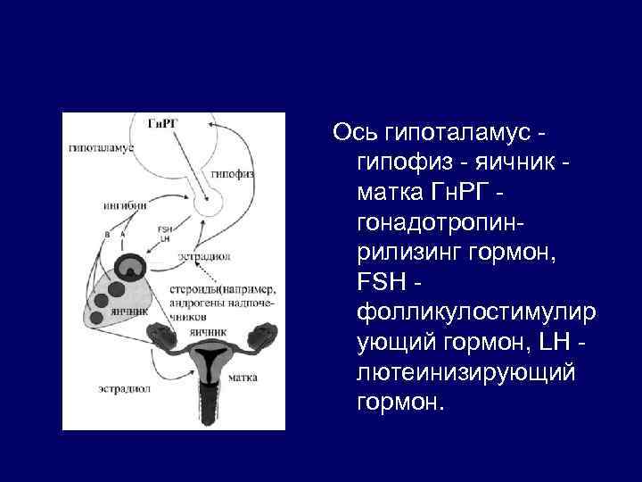 Ось гипоталамус гипофиз - яичник матка Гн. РГ гонадотропинрилизинг гормон, FSH фолликулостимулир ующий гормон,