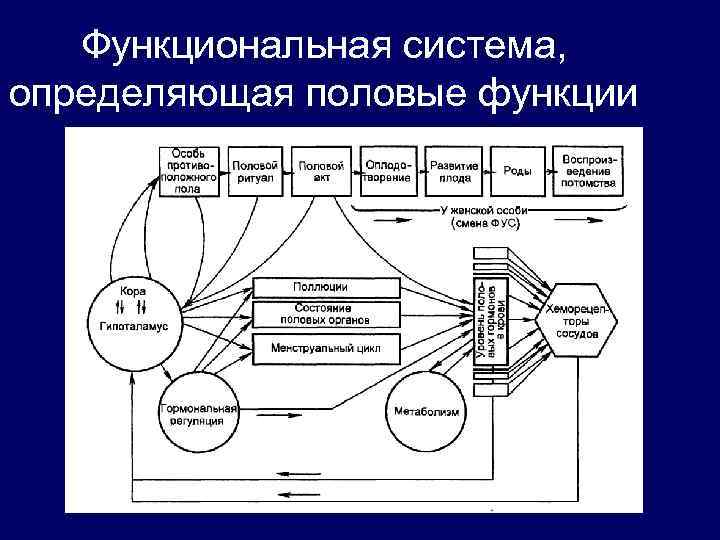 Функциональная система, определяющая половые функции 