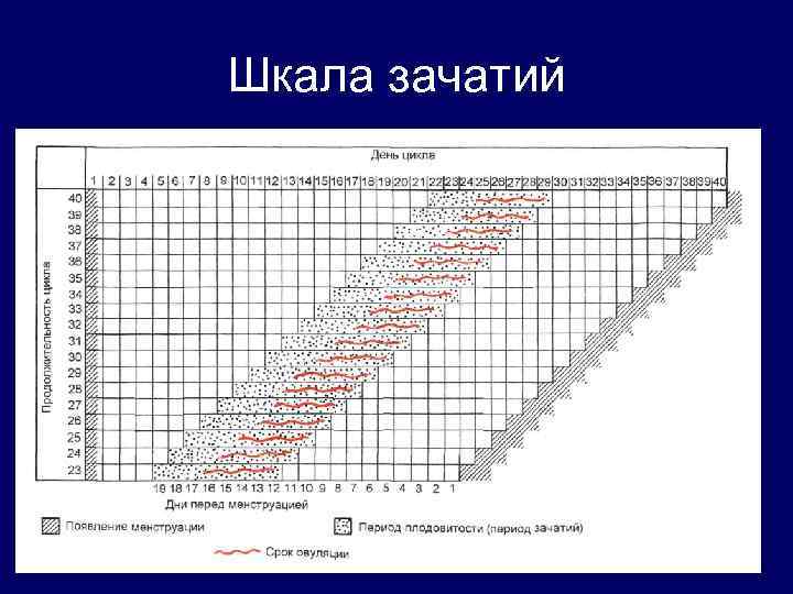 Шкала зачатий 