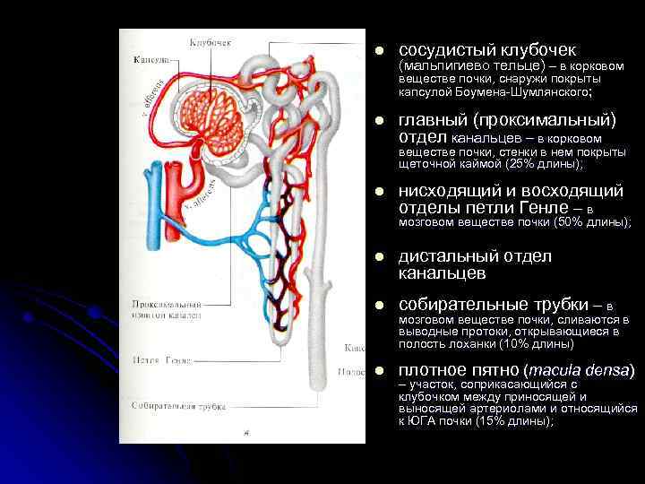 l сосудистый клубочек (мальпигиево тельце) – в корковом веществе почки, снаружи покрыты капсулой Боумена-Шумлянского;