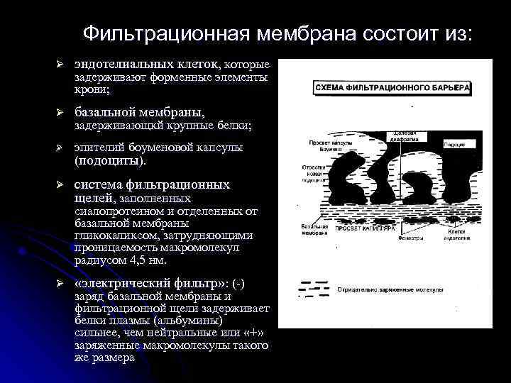 Фильтрационная мембрана состоит из: Ø эндотелиальных клеток, которые Ø базальной мембраны, Ø эпителий боуменовой