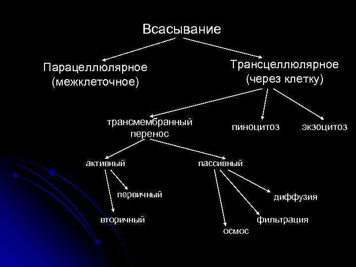 Всасывание Парацеллюлярное (межклеточное) трансмембранный перенос активный Трансцеллюлярное (через клетку) пиноцитоз экзоцитоз пассивный первичный диффузия