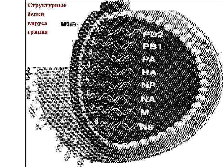 Структурные белки вируса гриппа 