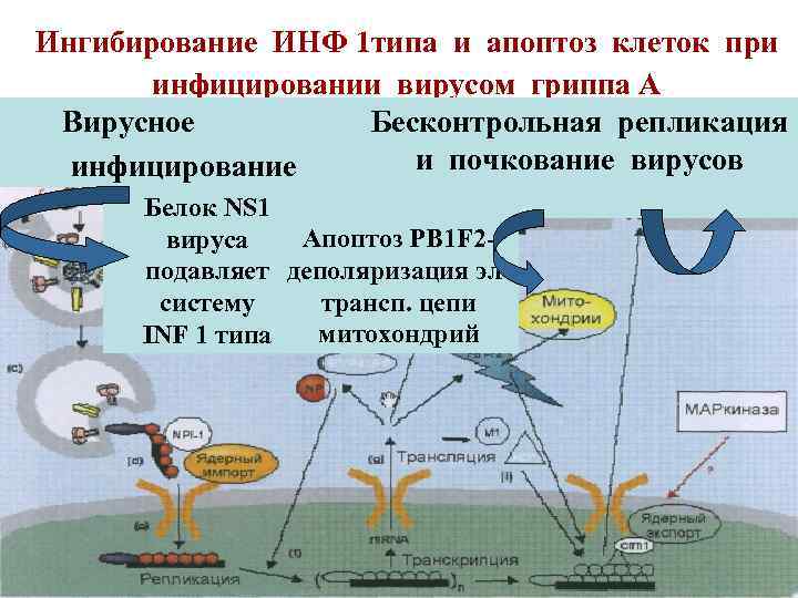 Ингибирование ИНФ 1 типа и апоптоз клеток при инфицировании вирусом гриппа А Вирусное Бесконтрольная