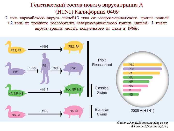 Геном гриппа. Классификация свиного гриппа. Ген свиньи и человека на сколько схожи. Генетический состав.