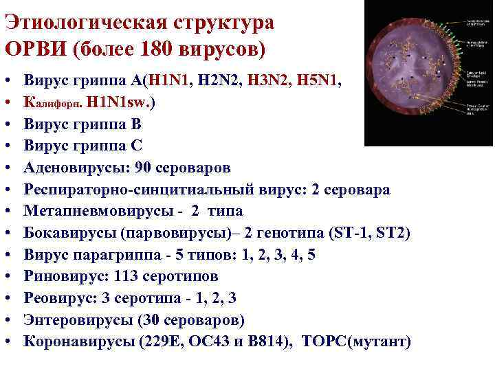 Этиологическая структура ОРВИ (более 180 вирусов) • • • • Вирус гриппа А(H 1