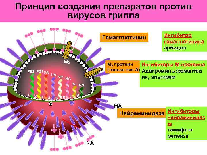 Белок вируса гриппа. Гемагглютинин и нейраминидаза вируса гриппа. Механизм вируса гриппа. Вирус гриппа схема. Ингибиторы вирусов.