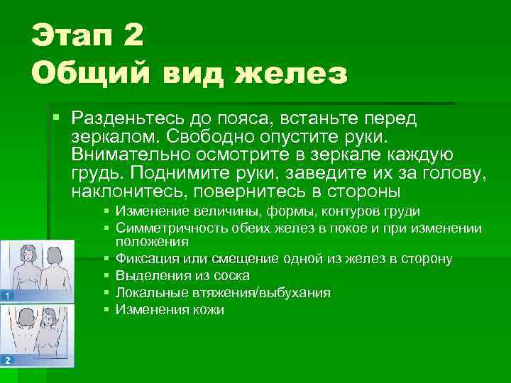 Этап 2 Общий вид желез § Разденьтесь до пояса, встаньте перед зеркалом. Свободно опустите