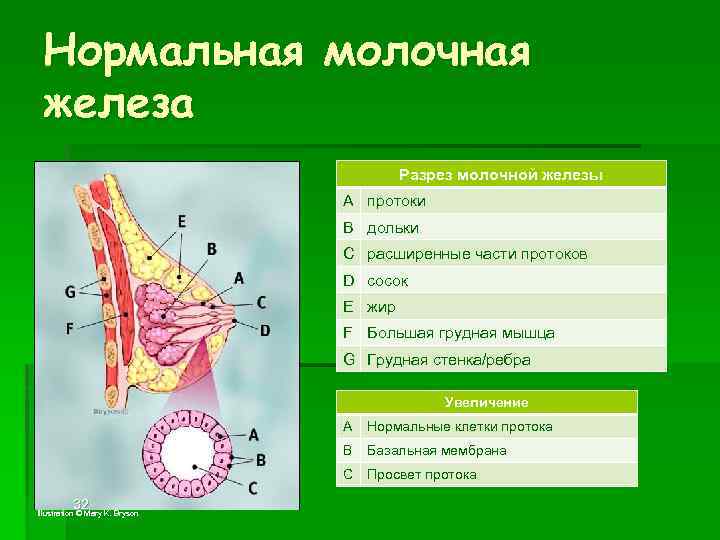 Дольки молочной железы фото