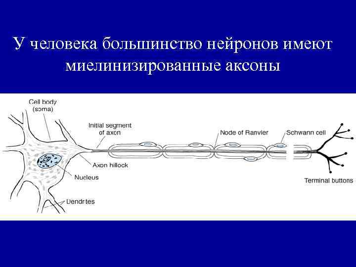У человека большинство нейронов имеют миелинизированные аксоны 