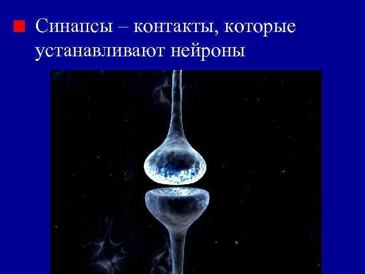Синапсы – контакты, которые устанавливают нейроны 