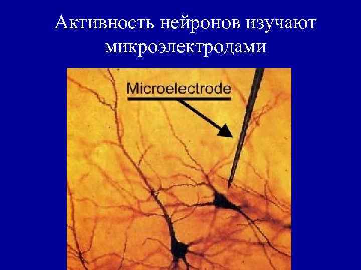 Активность нейронов изучают микроэлектродами 