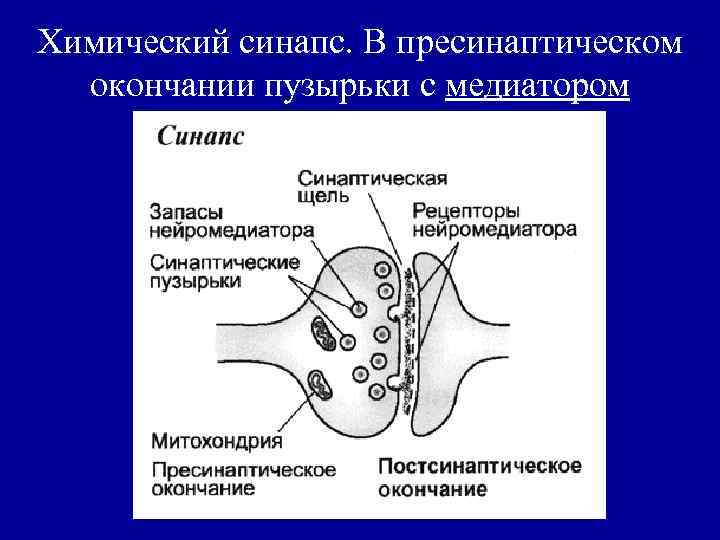 Химический синапс. В пресинаптическом окончании пузырьки с медиатором 