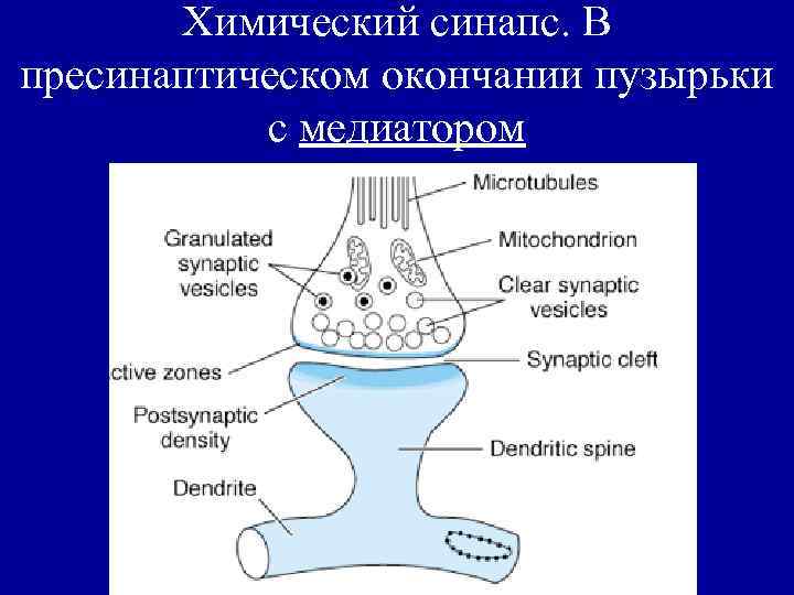 Химический синапс. В пресинаптическом окончании пузырьки с медиатором 