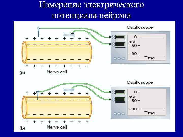 Измерение электрического потенциала нейрона 