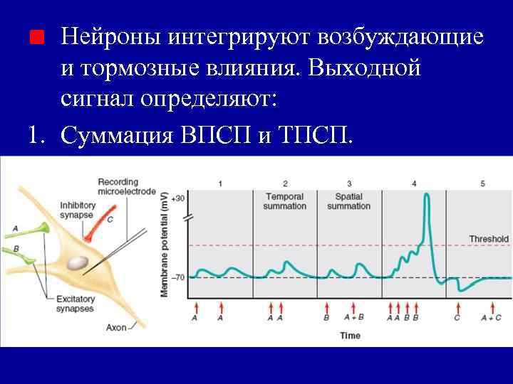 Нейроны интегрируют возбуждающие и тормозные влияния. Выходной сигнал определяют: 1. Суммация ВПСП и ТПСП.