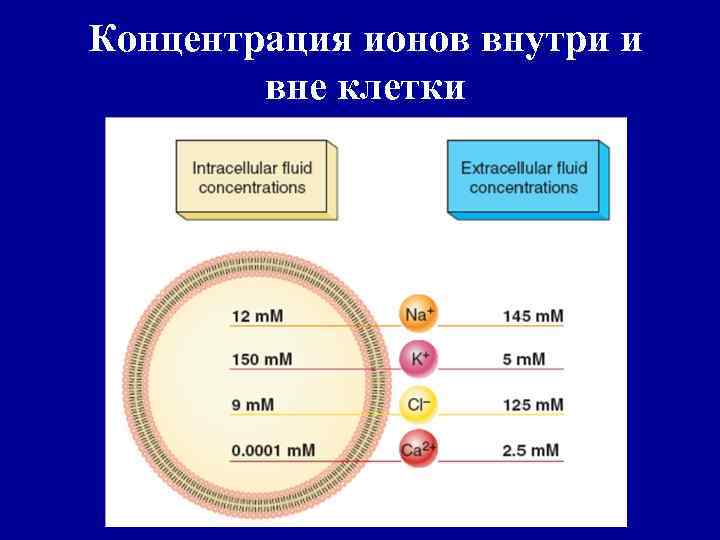 Концентрация ионов внутри и вне клетки 