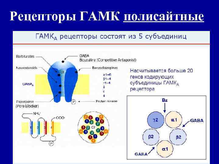 Рецепторы ГАМК полисайтные 