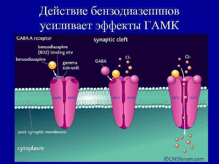Действие бензодиазепинов усиливает эффекты ГАМК 